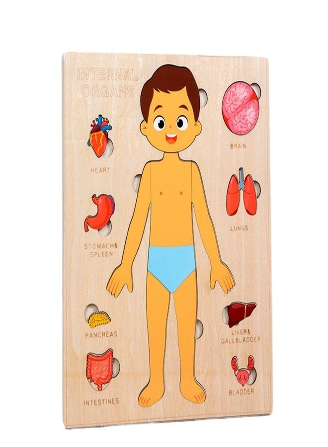 Gudong Montessori Jigsaw Puzzle of Human Structure Kids Human Learning Toy Anatomy Organ Model Anatomy Toy Children Human Organ Education Toys Human Organ Teaching Aids (Boy) - Image 1